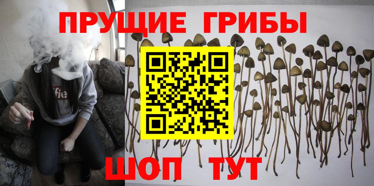 Псилоцибиновые грибы мицелий Лабинск